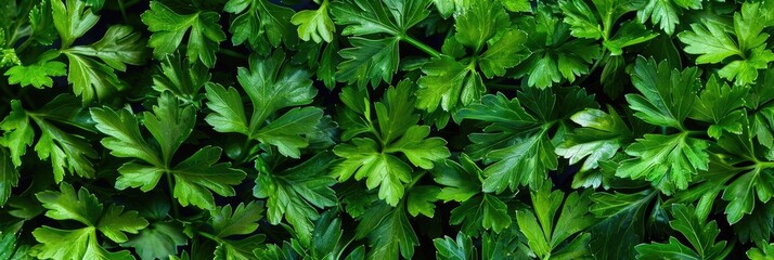 Fresh Parsley Green Leaf Herb Spice