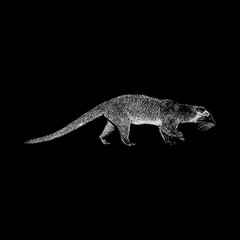 Masked Palm Civet hand drawing vector isolated on black background.