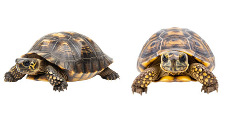 Obraz premium two greek tortoise on a transparent background