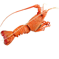 An orange lobster illustration design