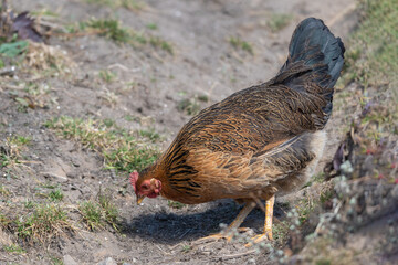 A young local hen is foraging in the ground. 