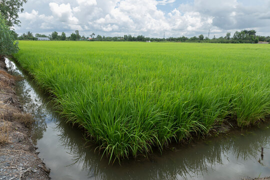 Rice field with irrigation on a sunny day with interesting sky in Mekong delta, Vietnam