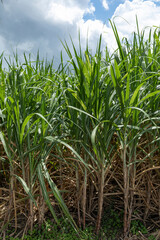 Sugarcane field in sunlight in the Mekong delta, Vietnam.