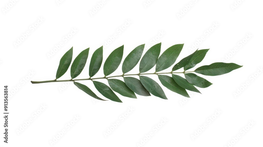 Sticker Stunning botanical illustration of a single stem with vivid leaves, ideal for study and aesthetics on a clean white backdrop.