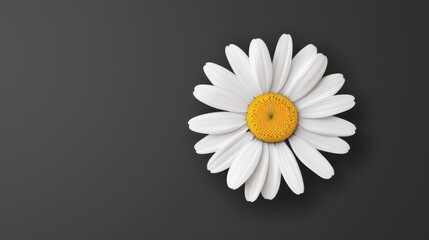 Bright and simple daisy wallpaper isolated on black, perfect for a minimal aesthetic in contemporary design.