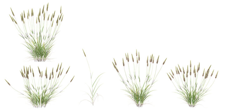 3d illustration of set of sweet vernal  grass isolated on white background