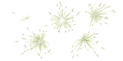 3d illustration of set of sweet vernal  grass isolated on white background,top view