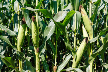 Corn field close up. Green corn of corn field plantation in summer agricultural season. Close-up of a cob of corn in a field.