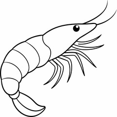 A simple line art drawing of a small prawn art vector illustration