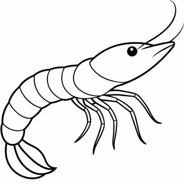 recommend clip art: A simple line art drawing of a small prawn art vector illustration