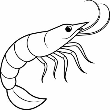 black and white shrimp outline