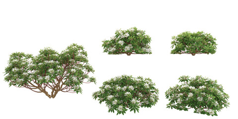 Obraz premium Collection of Azalea hino white dwarf plants shapes cutout 3d render png set