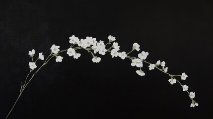 A Gypsophila elegans oil painting with a black background