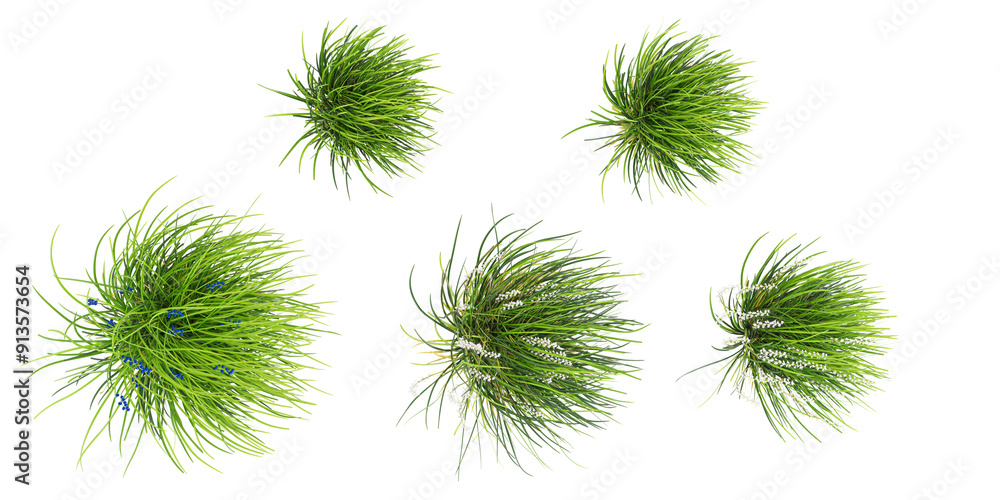 Aufkleber green mondo grass with whitte background.3d rendering from top view