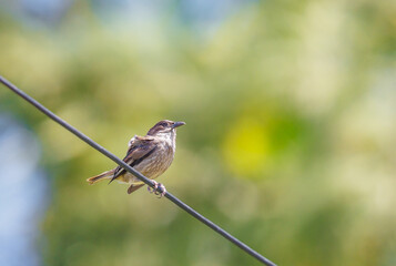 Polynesian Starling perched on a wire
