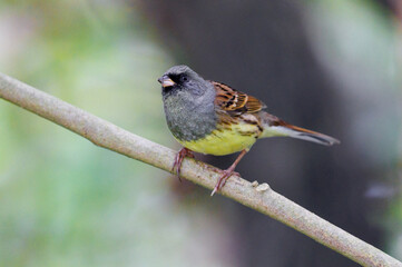 Black Faced Bunting perched on a tree branch