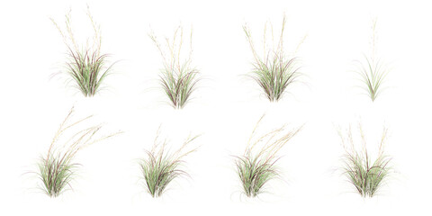 set of Broomsedge bluestem with alpha mask, 3d rendering, for digital composition and architecture visualization