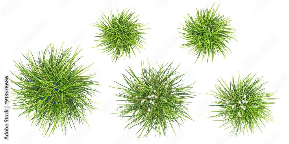 Poster set of mondo grass with alpha mask, 3d rendering, for digital composition and architecture visualiza