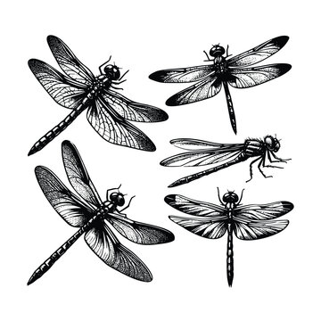 set of dragonfly illustration. hand drawn dragonfly  black and white vector illustration. isolated white background