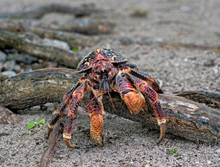 Aldabra Giant coconut crab, Birgus latro, also known as giant hermit crab, robber crab and palm thief. Aldabra is World heritage site of Seychelles, Indian Ocean. An improved edit.