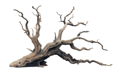 dried old spooky dead tree branch isolated on transparent white background. cut out