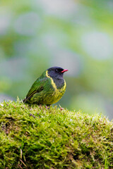 Green and Black Fruiteater perched on a mossy rock
