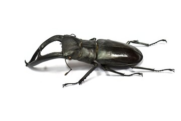 stag beetle isolated on white background