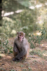 Monkey in India nature forest animal