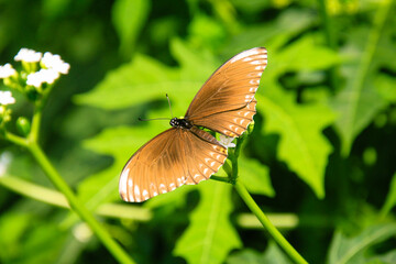 Flower tree with a little brown butterfly in the late morning