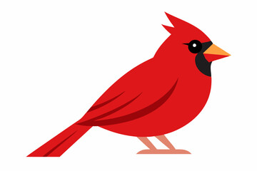 Cardinal bird  art vector