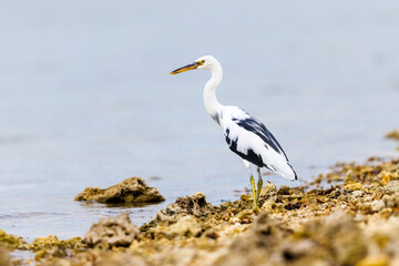 Pacific Reef Heron fishing from the banks