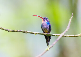 Green Hermit perched on a vine