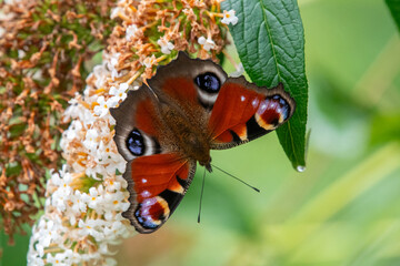 butterfly Aglais io on a flower