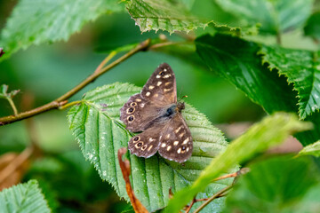 Butterfly Pararge aegeria on a leaf