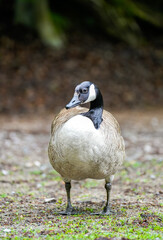 Portrait of Canada Goose. Bird in natural environment. Branta canadensis.
