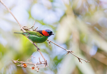 Red Necked Tanager perched on a tree