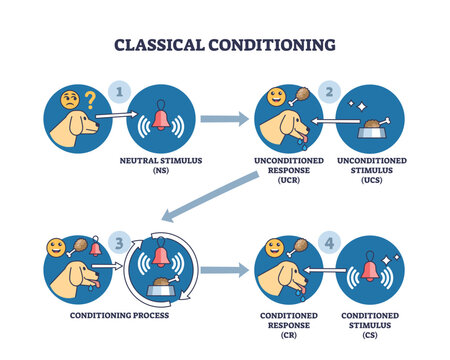 Classical conditioning and Pavlov behavior stimulus research outline diagram, transparent background. Labeled educational scheme with neutral and unconditioned response experiment illustration.