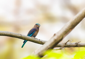 Indochinese Roller perched on a tree