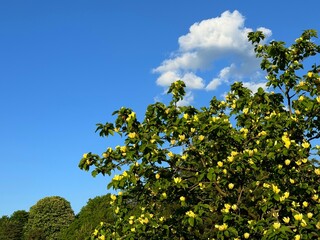 Magnolia tree with yellow flowers in the spring park