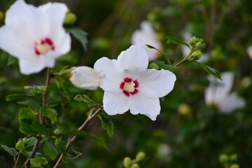 木槿 （むくげ）