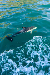 Obraz premium dolphin jumping out of water