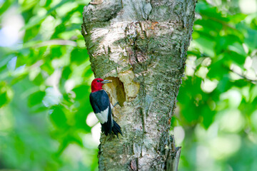 The red-headed woodpecker (Melanerpes erythrocephalus)  bringing food for young  into the nesting cavity