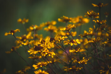 Summer garden flowers wallpaper Heliopsis helianthoides is a species of flowering plant in the family Asteraceae, known by the common names smooth oxeye and false sunflower Inspired Wallpaper
