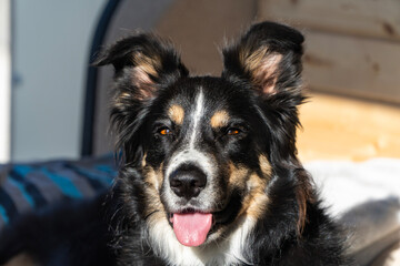 Un chien à la lueur du levé de soleil, tirant la langue. 