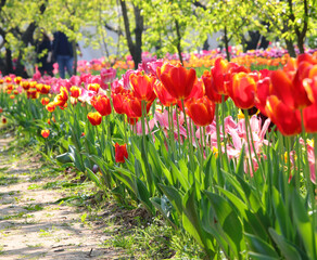 Fototapety na wymiar - Fototapeta24.pl