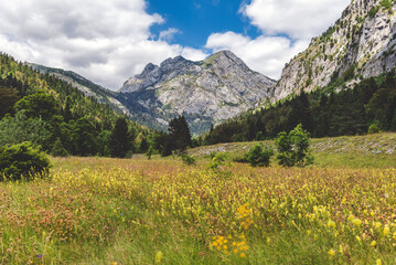 Summer Landscape with Blooming Flowers in Mountain Valley