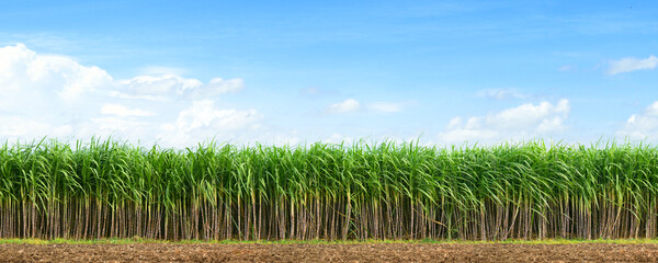Panorama view of Sugar cane plantation with blue sky background.