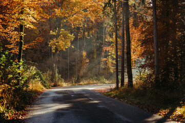 Sunlit autumn forest with a winding street and warm, golden hues
