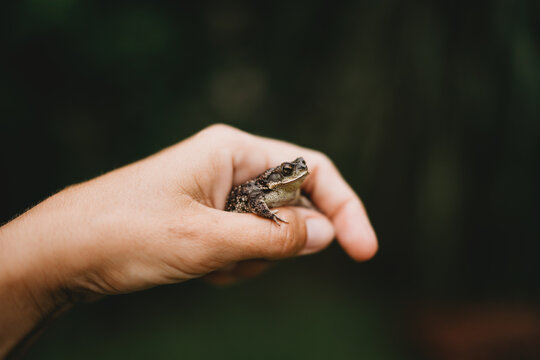 Close up of child hand holding small frog