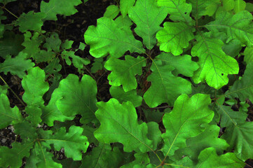 Bright Green Lobed Oak Leaves Covering the Forest Floor